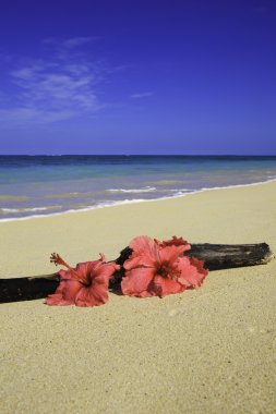 İki hibiscus dalgaların karaya attığı odun yanında kum üzerinde pembe