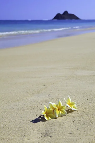 Four plumeria blossoms on a sandy beach — Stock Photo, Image