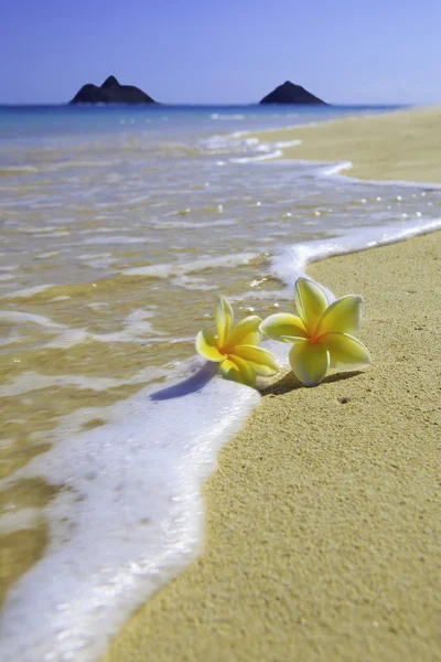 Two plumeria blossoms on a sandy beach — Stock Photo, Image