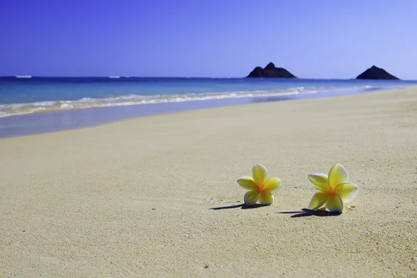 Kumlu bir plaj üzerinde iki plumeria çiçekleri — Stok fotoğraf