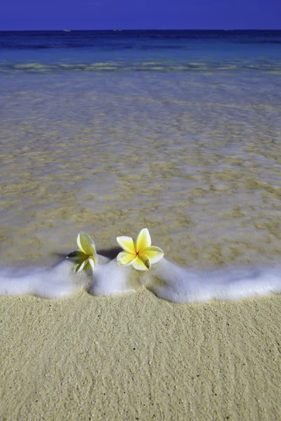 Zwei Plumeria-Blüten an einem Sandstrand — Stockfoto