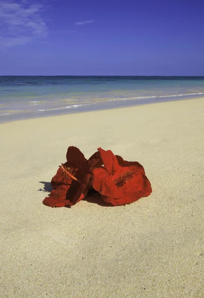 Két piros hibiszkusz virágok a homokban — Stock Fotó