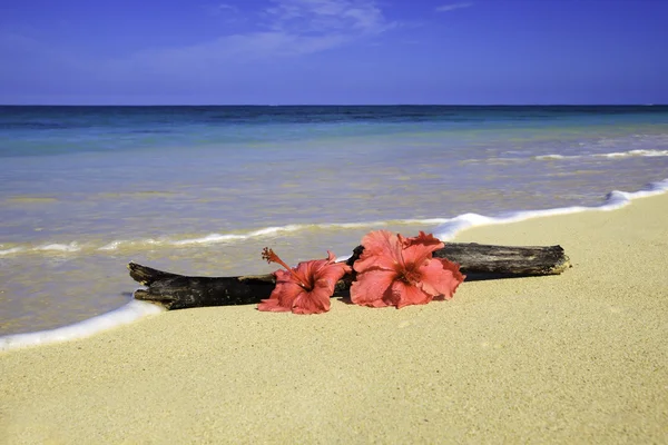 İki hibiscus dalgaların karaya attığı odun yanında kum üzerinde pembe — Stok fotoğraf