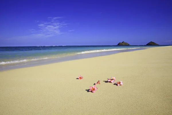 砂の上に横に六つのピンクのプルメリアの花 — ストック写真