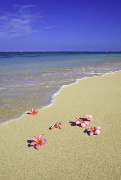 Six fleurs de plumeria rose reposent sur le sable — Photo