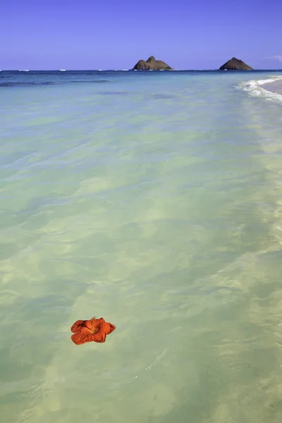 Flutuações vermelhas da flor do hibisco no oceano — Fotografia de Stock