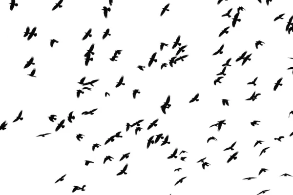 Flight of black birds on a white background — Stock Photo © Alexust ...