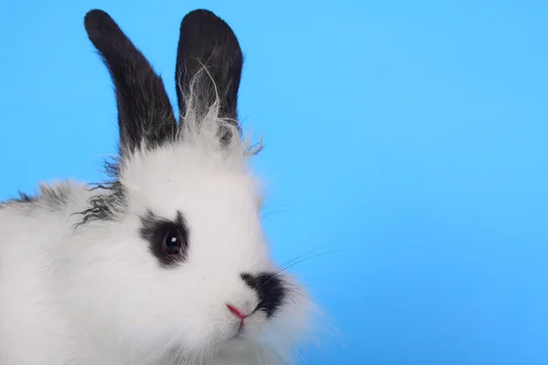 Black and white rabbit agains the blue background — Stock Photo, Image