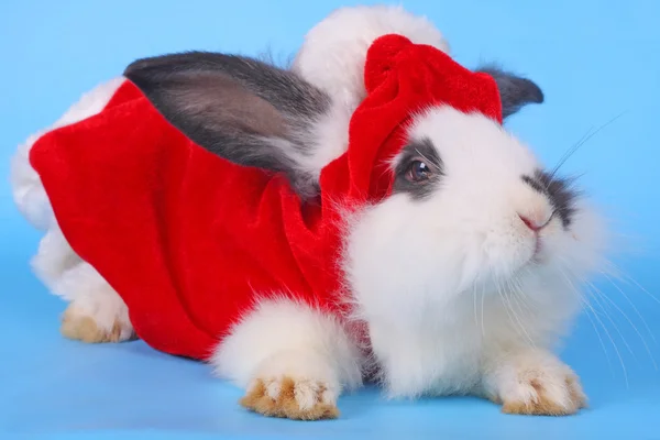 Черно-белый кролик в шляпе Санты Лицензионные Стоковые Фото