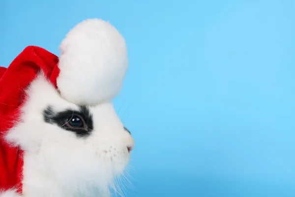 黑色和白色兔与圣诞老人帽子 — 图库照片