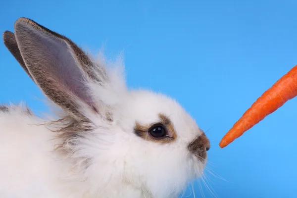 Fluffy rabbit and carrot against the blue background Stock Photo