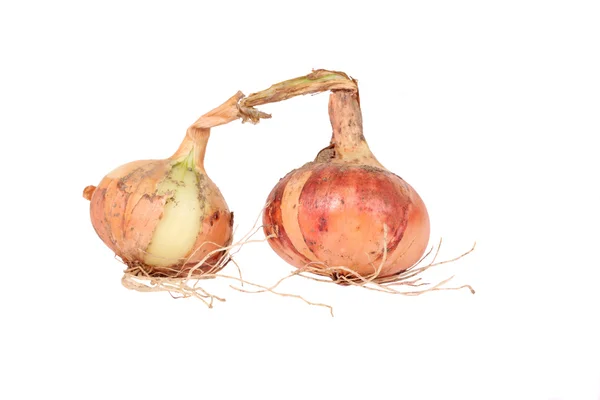 Studio Shot Two Organic Onions Extracted Ground — Stock Photo, Image