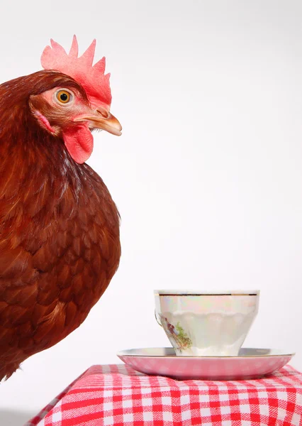 Brown hen and cup of coffee — Stock Photo, Image