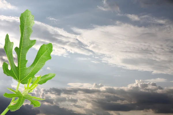 stock image Young fig leafs against dramatic sky for copy space