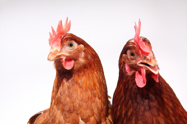 Studio shot of two brown hens