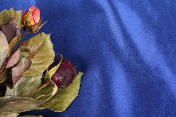 Two Dried Rose Buds Blue Satin Copy Space Stock Photo