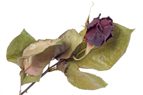 Ξηρό κόκκινο τριαντάφυλλο μπουμπούκι Εικόνα Αρχείου