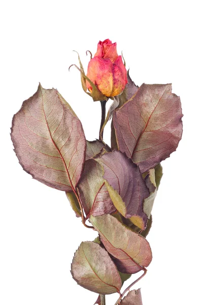 Dried yellow and pink rose bud Stock Photo