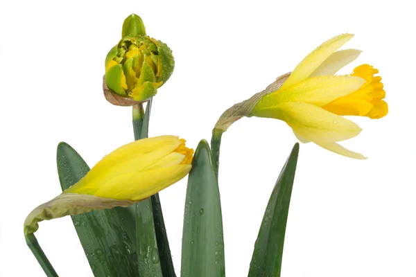 Three buds of narcissus — Stock Photo, Image