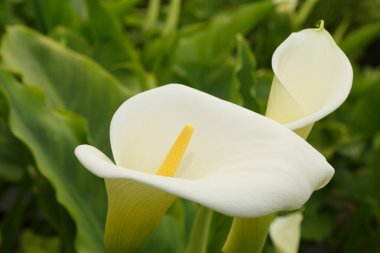 Pair of calla lilies clipart