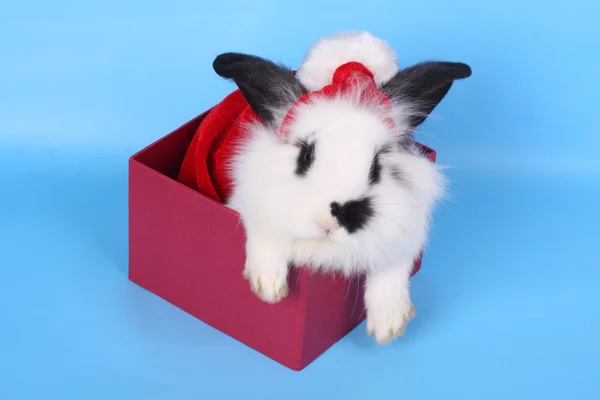 Schwarz-weißes Kaninchen mit Weihnachtsmütze Stockbild