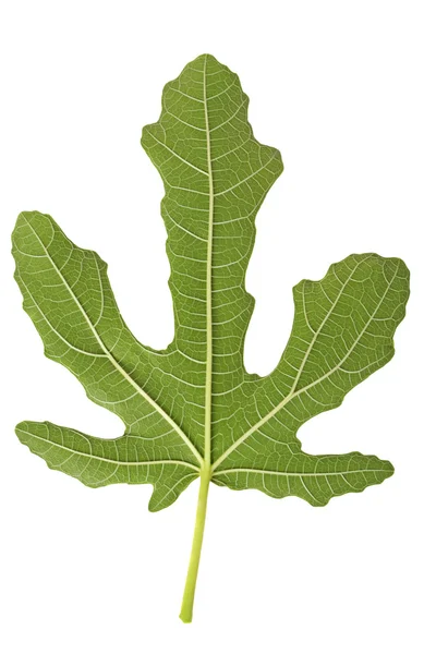 Fig leaf Stockafbeelding