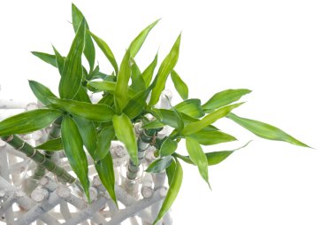 Green bamboo leaves detail