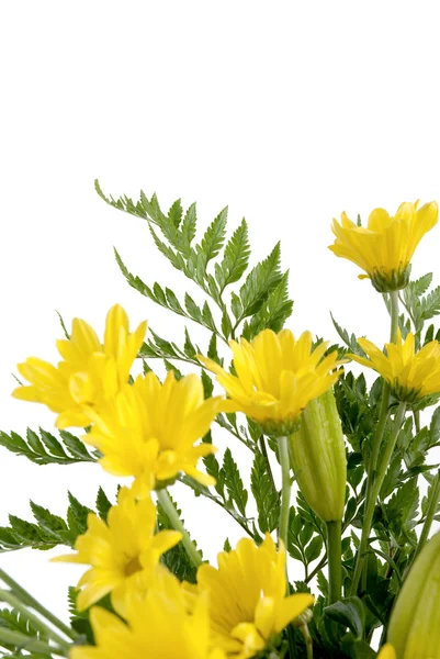 Деталь жовтих ромашкових квітів — стокове фото