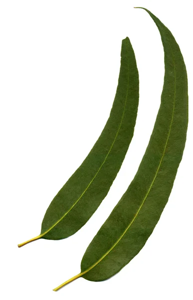 유칼립투스 잎 — 스톡 사진