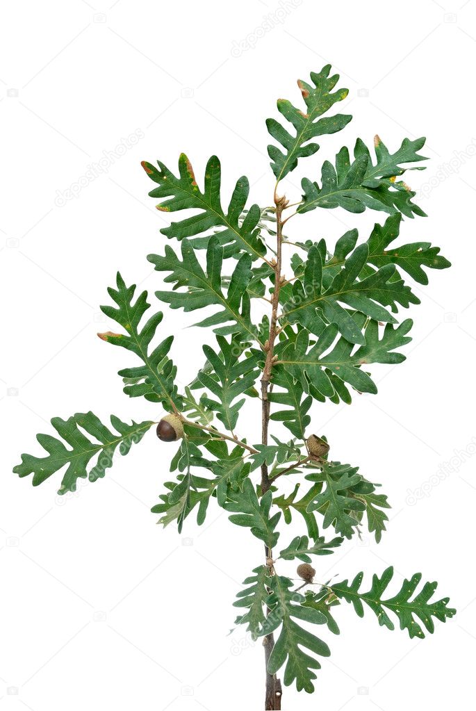 Cork tree brach with green leaves and acorns