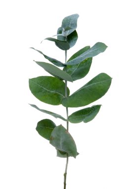 Eucalyptus leaves clipart