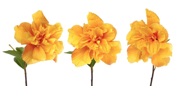 Żółte kwiaty Hibiskus — Zdjęcie stockowe