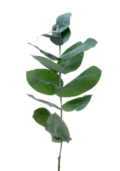 Folhas de eucalipto — Fotografia de Stock