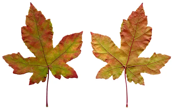 Two maple leaves — Stock Photo, Image