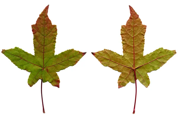 2 つのカエデの葉 — ストック写真