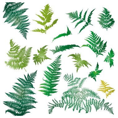 Fern leaves on white clipart