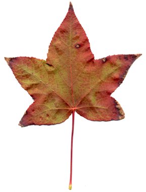 akçaağaç yaprağı