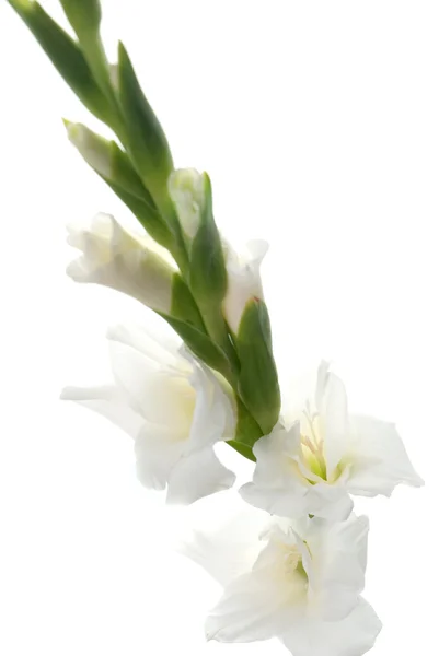 White Gladiolus detail — Stock Photo, Image