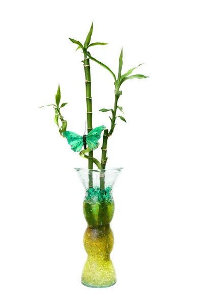 Glassflaske med bambus – stockfoto
