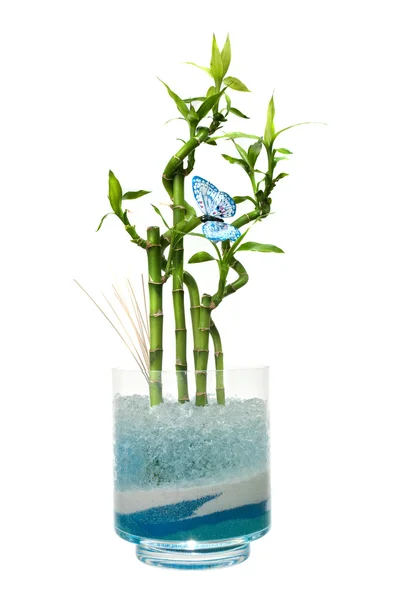 Glasburk med bambu — Stockfoto