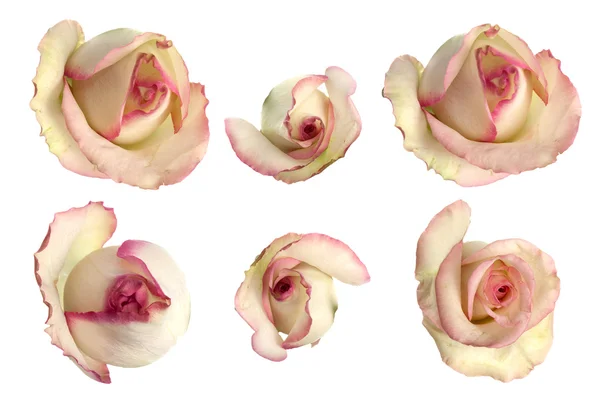 Set von rosa Rosen — Stockfoto
