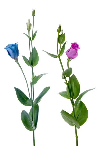 两个美丽的蓝色和紫色花朵 — 图库照片