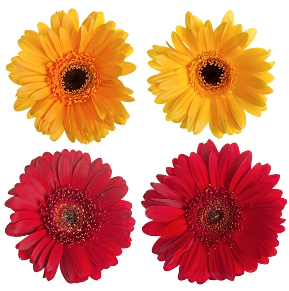Uppsättning av röda och gula gerbera blommor — Stockfoto