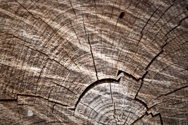 Old pine tree cut texture clipart