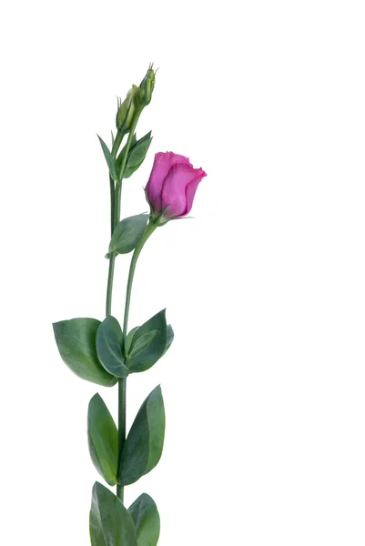 Bunga merah muda yang indah — Stok Foto