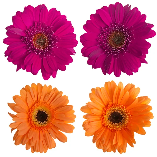 Set aus rosa und orangen Gerbera-Blüten — Stockfoto