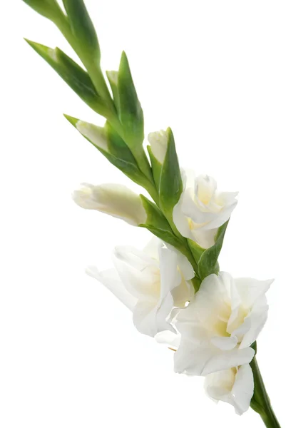 Detail der weißen Gladiolen — Stockfoto