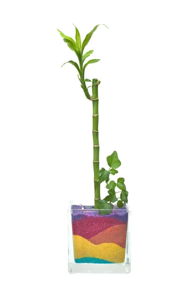 Pot en verre avec bambou — Photo