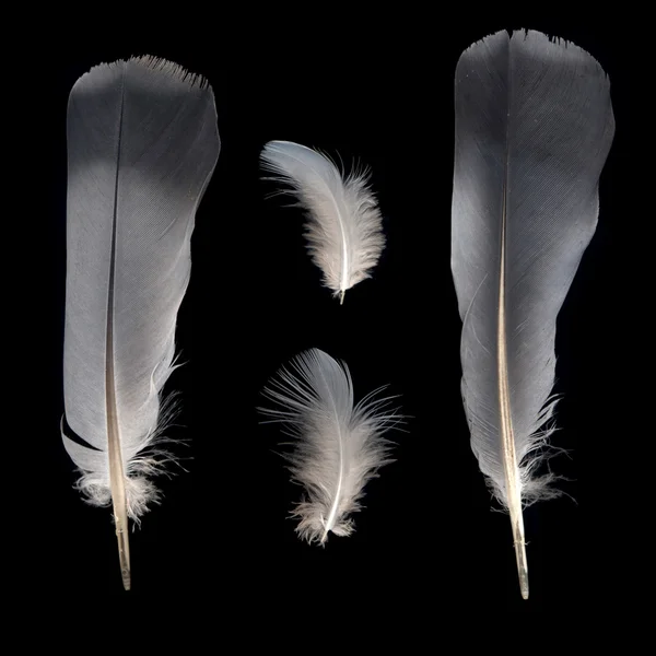 Белые и серые перья — стоковое фото
