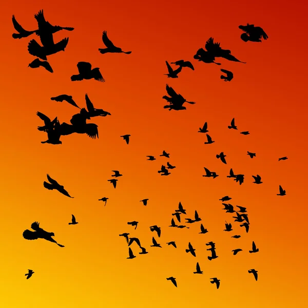 Летящие голуби — стоковое фото